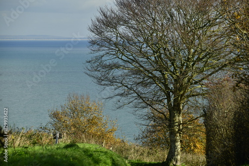 Jersey, U.K. coastal landscape and sea view with Beech tree in Autumn.