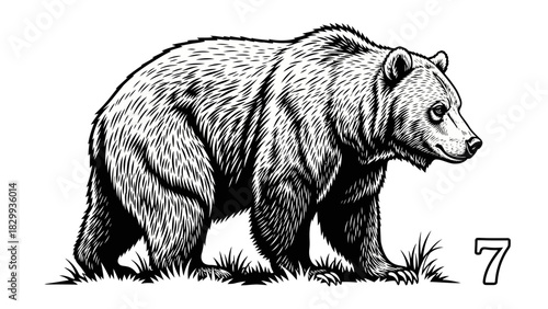 Majestic bear illustration ready for your creative project with a hand drawn vintage style number seven