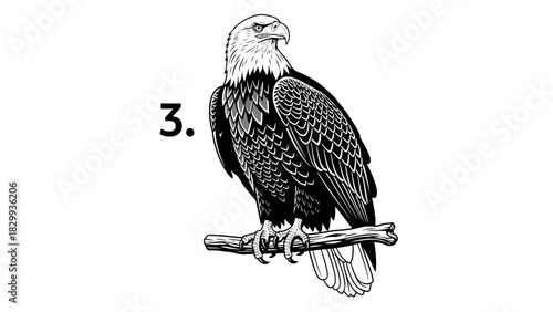 Majestic bald eagle perched proudly, a symbol of freedom and strength, with number 3 for graphic element