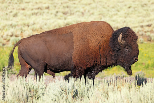 Bison portrait in Yellowstone National Park, USA