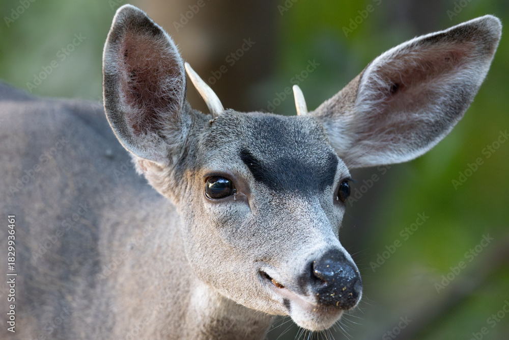 Fototapeta premium Very young black-tailed deer withy antlers, seen in the wild in a North California marsh