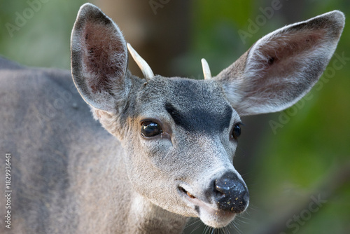 Very young black-tailed deer withy antlers, seen in the wild in a North California marsh