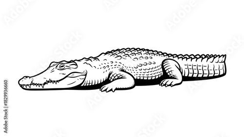 Detailed black and white drawing of an alligator, originally a scalable graphic, perfect for educational materials