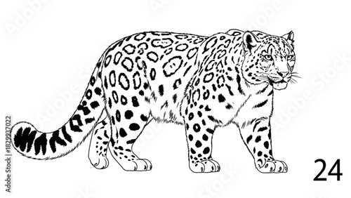 Elegant snow leopard illustration perfect for coloring books or wildlife educational materials, majestic feline