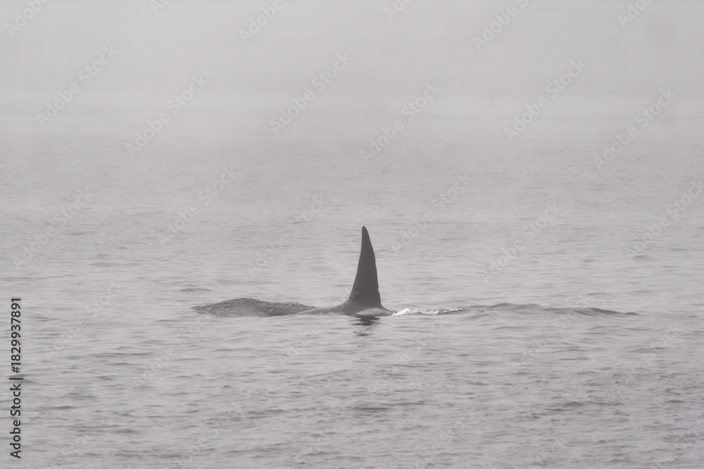Fototapeta premium Large dorsal fin of a male Orca whale cutting through the foggy waters of Puget Sound, Washington, USA