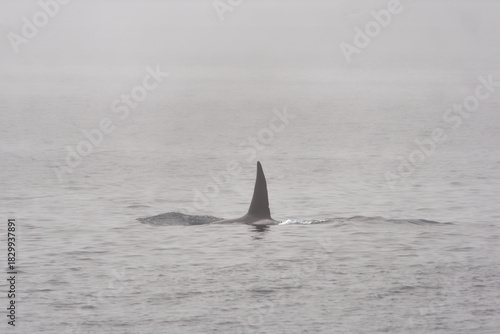 Large dorsal fin of a male Orca whale cutting through the foggy waters of Puget Sound, Washington, USA