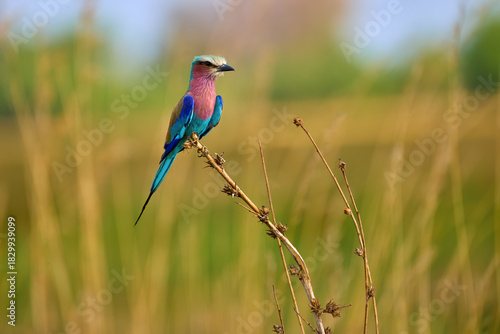 Lilac-breasted roller (Coracias caudatus) perched on a dry grass stem in soft, golden light. Vibrant colors. Ideal for: safari tourism, conservation stories, bird guides, and nature editorials.