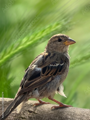 Sparrow on a branch with soft green background — close-up wildlife bird portrait
