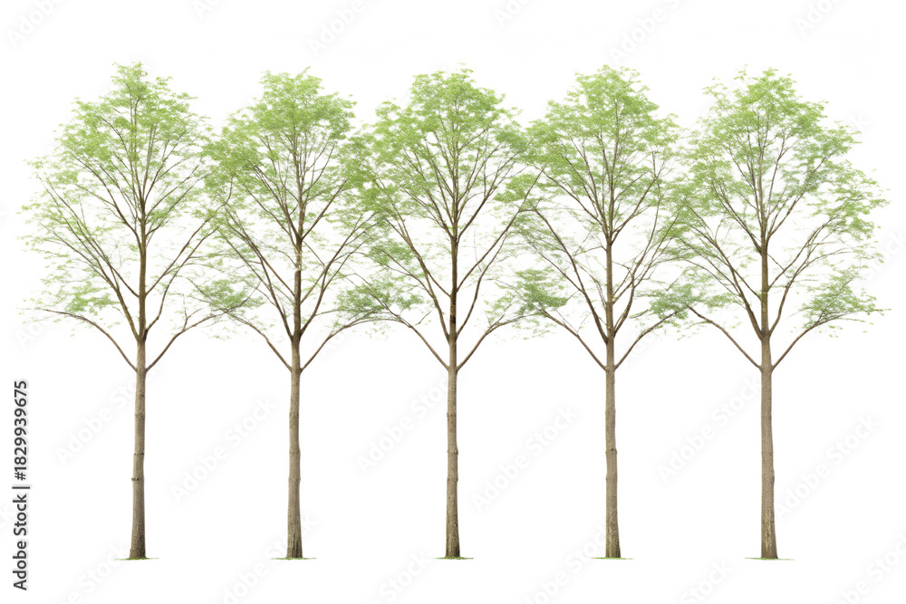 Obraz premium Five Young Green Trees Row Spring Deciduous Illustration