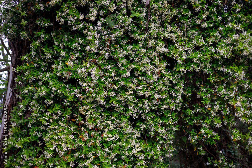 Obraz premium Lush green vines covered in dense clusters of delicate white flowers cascade over a tree trunk, bathed in soft, diffused natural light.