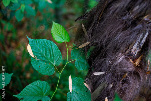 Vibrant green leaves with serrated edges contrast against a dense, dark brown, hairy texture. Soft natural light highlights leaf veins and scattered dry, pale seed pods.