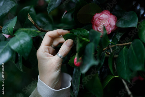 A hand with rings gently touches lush green leaves, revealing a vibrant pink camellia bloom in soft, natural light against a dark, leafy background.