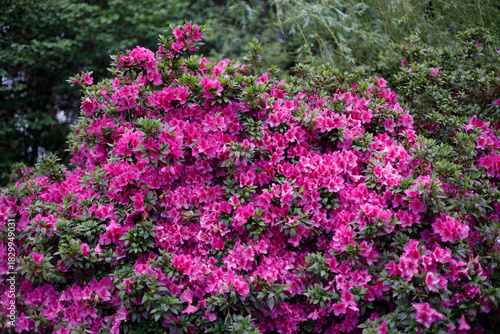 Vibrant magenta azaleas bloom densely on a lush green bush, set against a softly blurred forest backdrop under diffused natural light.