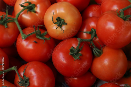 Obraz na plátně A close-up of several ripe, red tomatoes, which appear to be the 'Moneymaker' variety with a 
Fly on one piece