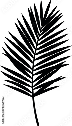Elegant black silhouette of a tropical palm frond