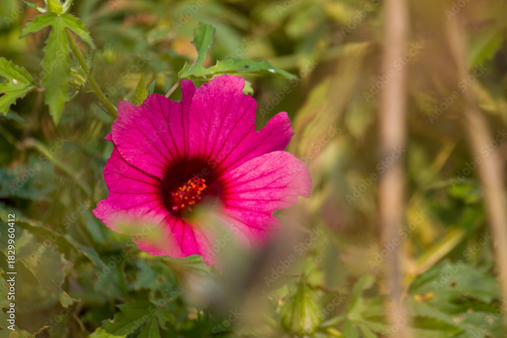 Obraz premium Close-up of a vibrant Cranberry Hibiscus flower showcasing its deep pink-red petals and detailed center, captured in natural sunlight with a soft outdoor background, pink flower in the wild.