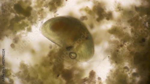 Closeup of a Microscopic Creature Eating