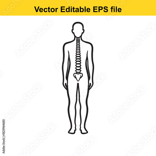 Outline icon of human body showing the spine and vertebral column structure, isolated on white background