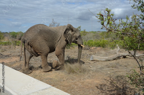Photography South African Safari