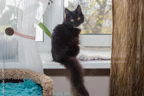 Young, black kitten is sitting on the windowsill
