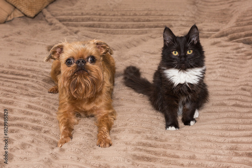 Black kitten and Griffon dog are lying  together.