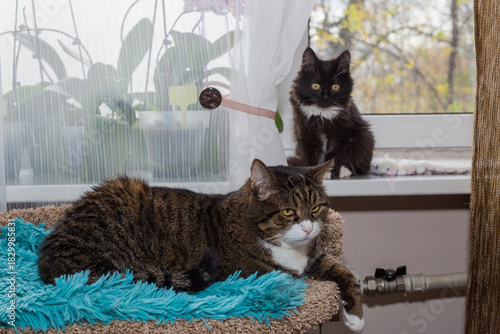 Adult gray cat and a small black kitten
