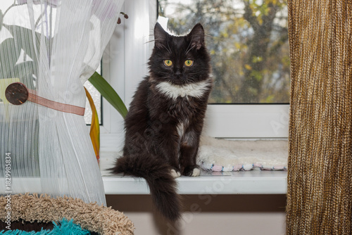 Young, black kitten is sitting on the windowsil