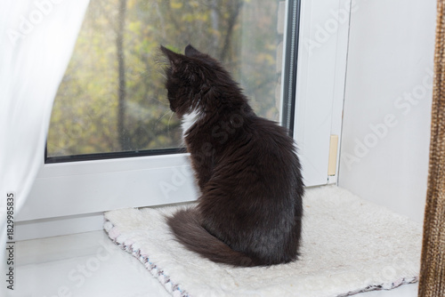 Black kitten sits  and looks out the window