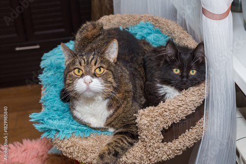 Adult cat and a kitten are lying together