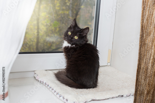 Black kitten is sitting on the windowsill