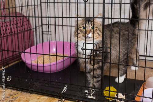 Beautiful grey cat is sitting in a cage of a shelter