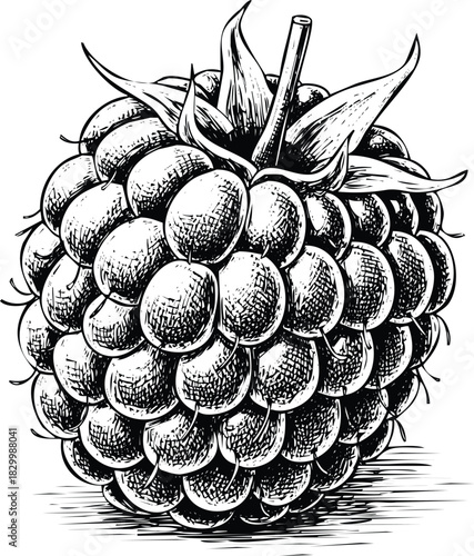 Hand drawn sketch illustration of a fresh, delicious raspberry fruit.