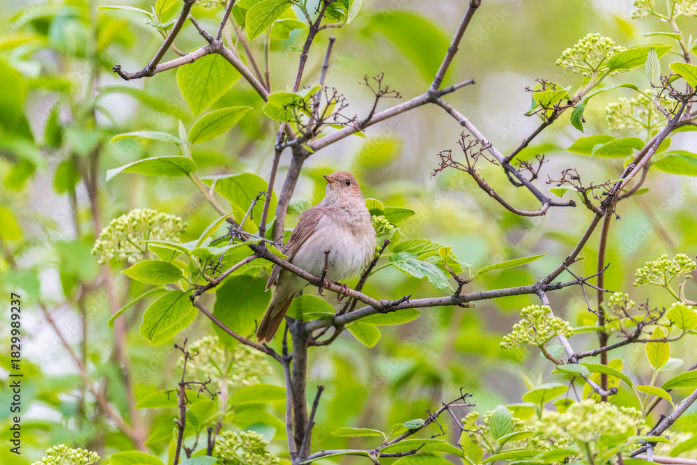 Obraz premium Thrush Nightingale, Luscinia luscinia. A bird sits on a tree branch and sings