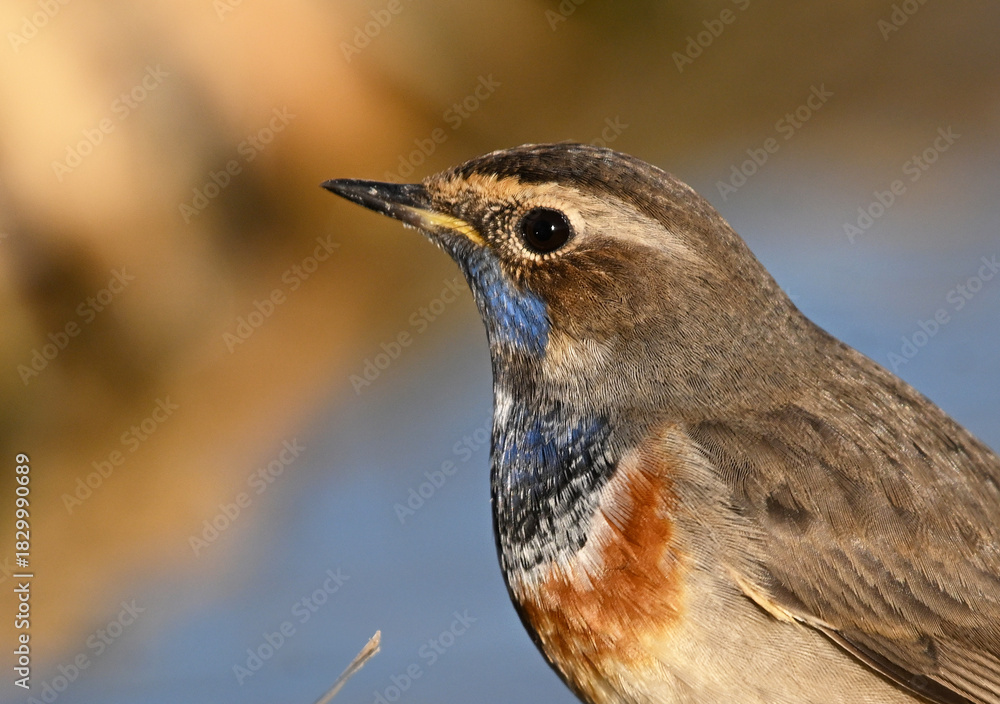Fototapeta premium A beautiful blue-breasted nightingale posing