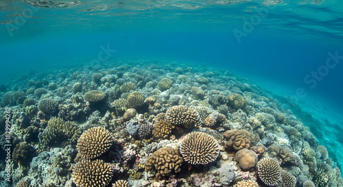 Fototapeta Naklejka Na Ścianę i Meble -  A view of a coral reef underwater with turquoise water and various coral formations visible below the surface ai generated
