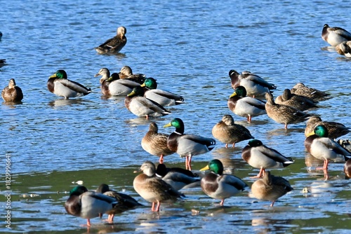 ducks in the water カモさん