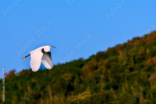 seagull in flight コサギさん