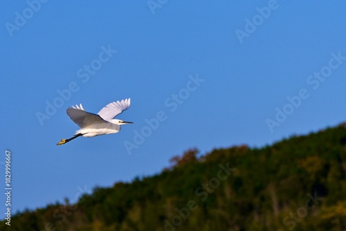 seagull in flight コサギさん