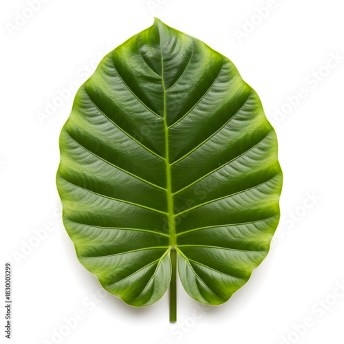 Vibrant Green Elephant Ear Leaf Isolated on White Background