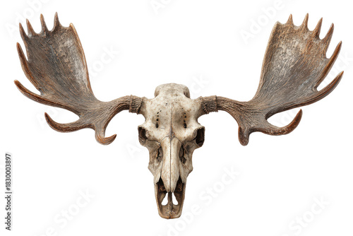 Moose skull and ape skull isolated on transparent background. Moose skull and human skull isolated on white background.