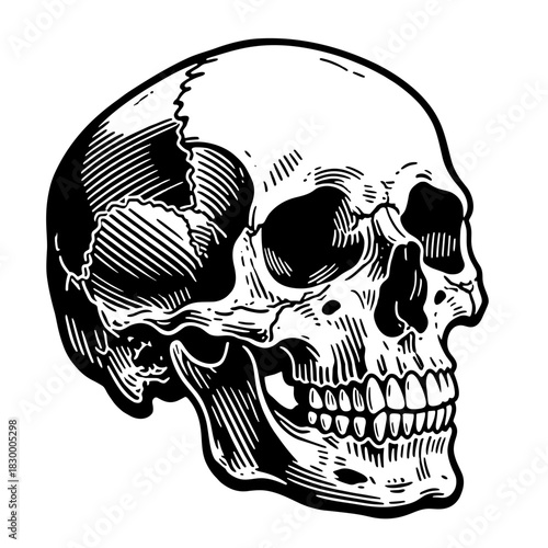 Detailed black and white human skull vector illustration with dramatic shading and bold outlines. Perfect for Halloween, gothic, and tattoo designs