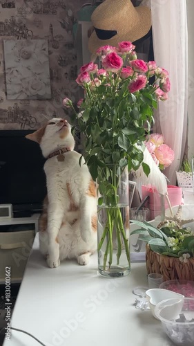 A ginger and white cat sits near a vase with a bouquet of roses. It is playing with the flowers, biting them. Vertical video.