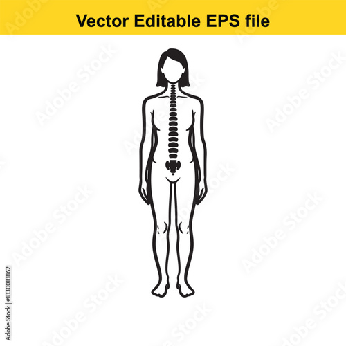 Outline drawing of a female human body showing the internal structure of the spine and vertebral column, isolated on white background