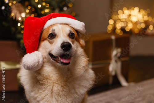 Wallpaper Mural Cute corgi dog in Santa hat, front view, sitting near Christmas tree with warm lights and gift boxes, indoors, with copy space. Concept: holiday, pet, Xmas, winter season, celebration. Torontodigital.ca