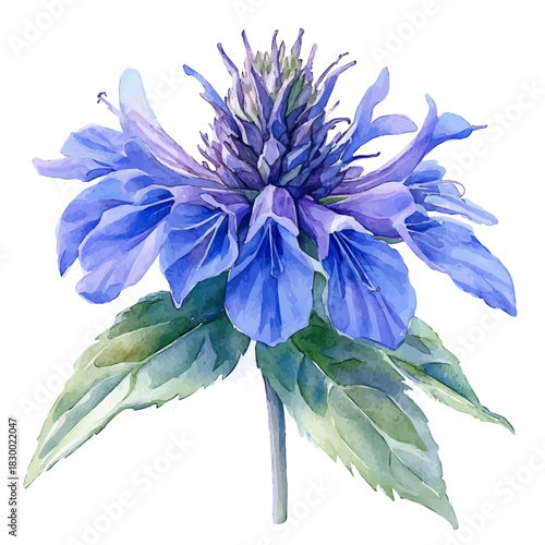 Bee Balm Flower, watercolor drawing vector, isolated on a white background.