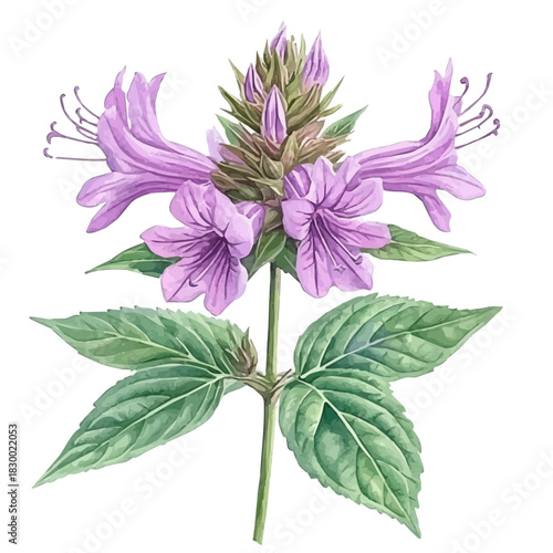 Bee Balm Flower, watercolor painting vector, isolated on a white background.