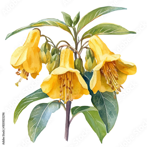 Balsam Flower, watercolor clipart vector, isolated on a white background.