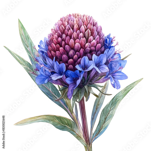 Gomphrena Flower, vector clipart in watercolor with smooth gradients, isolated on a white background.