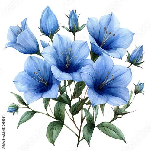 watercolor vector of A Campanula Plant, isolated on a white background.