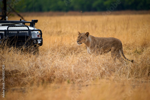 Lioness strides through tall golden grass beside a safari vehicle in Moremi, Okavango Delta. Ideal for: safari tourism, conservation stories, travel editorials, and wildlife education.